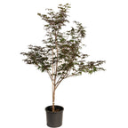 Bloodgood Japanese Maple