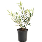 Arbequina Olive Tree