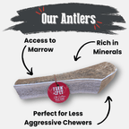 Elk Antler Dog Chews | All-Natural Whole and Split Elk Antler Chews for Dogs