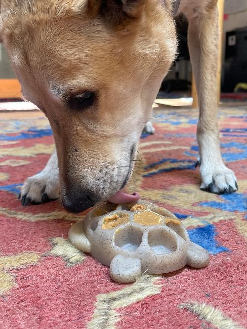 Turtle Chew Toy - Ultra-Durable Nylon Enrichment, for Power Chewers