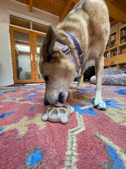 Turtle Chew Toy - Ultra-Durable Nylon Enrichment, for Power Chewers
