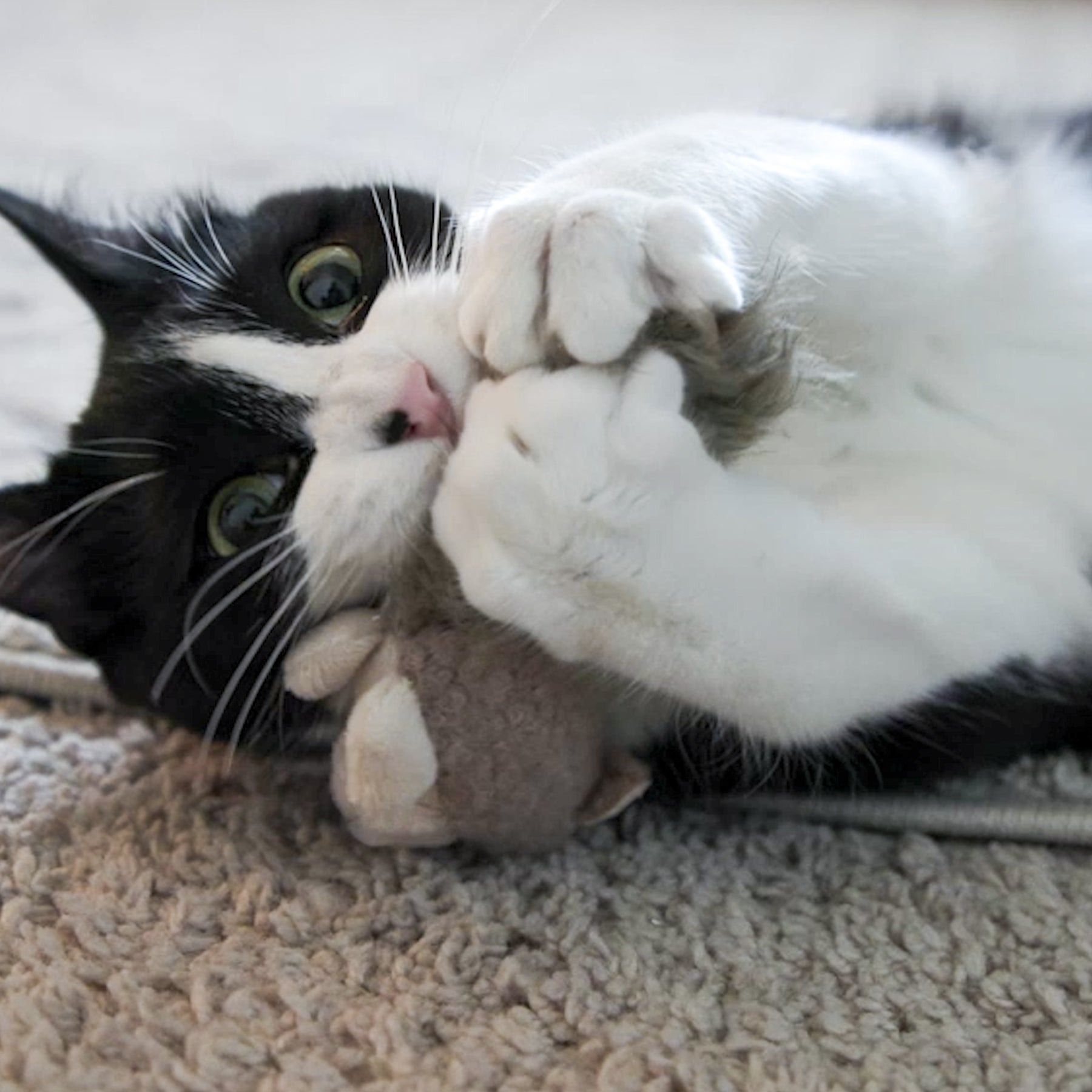 HuggleKats® Wee Fellar Squirrelie Cat Toy