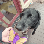 Butterfly Nylon Chew & Enrichment Toy | 2-in-1 for Aggressive Chewers | SodaPup